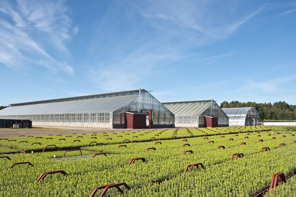 Ogni anno, Iggesund ed il gruppo Holmen producono più di 30 milioni di nuove piantine per garantire la crescita del loro patrimonio forestale.©Iggesund