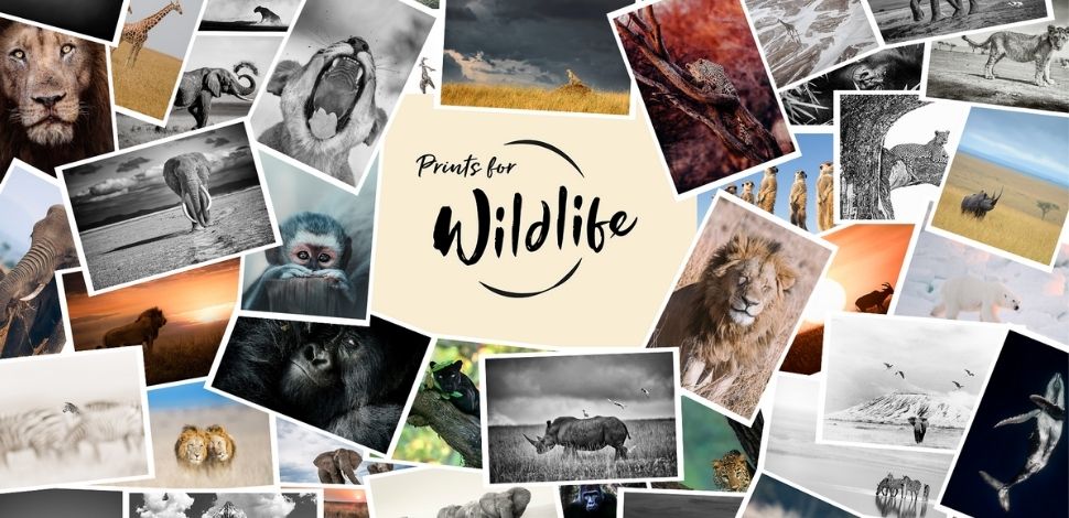 hahnemuehle Blogheader Prints for Wildlife Press Release